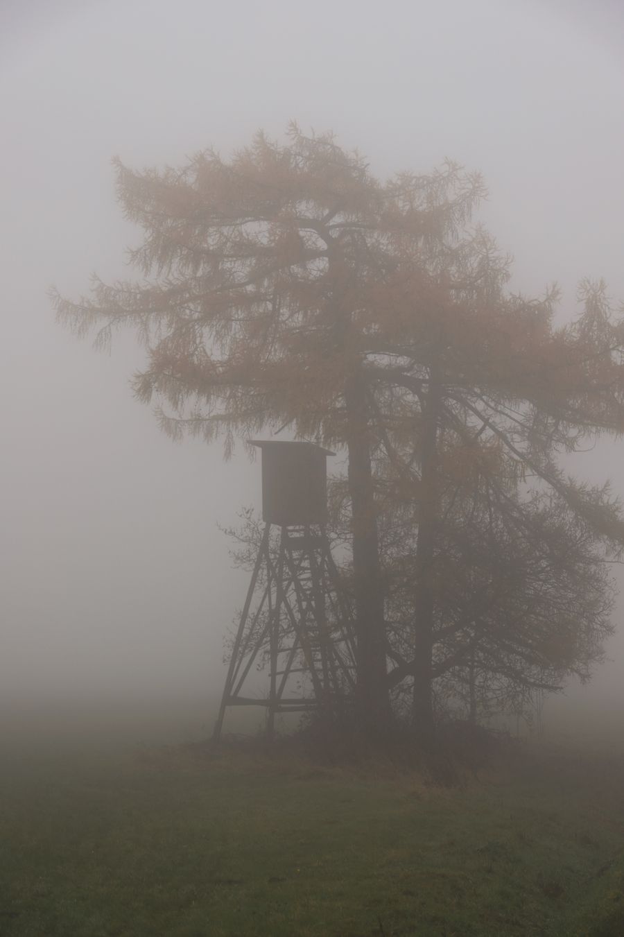 Hochsitz unter einem Baum im Morgennebel